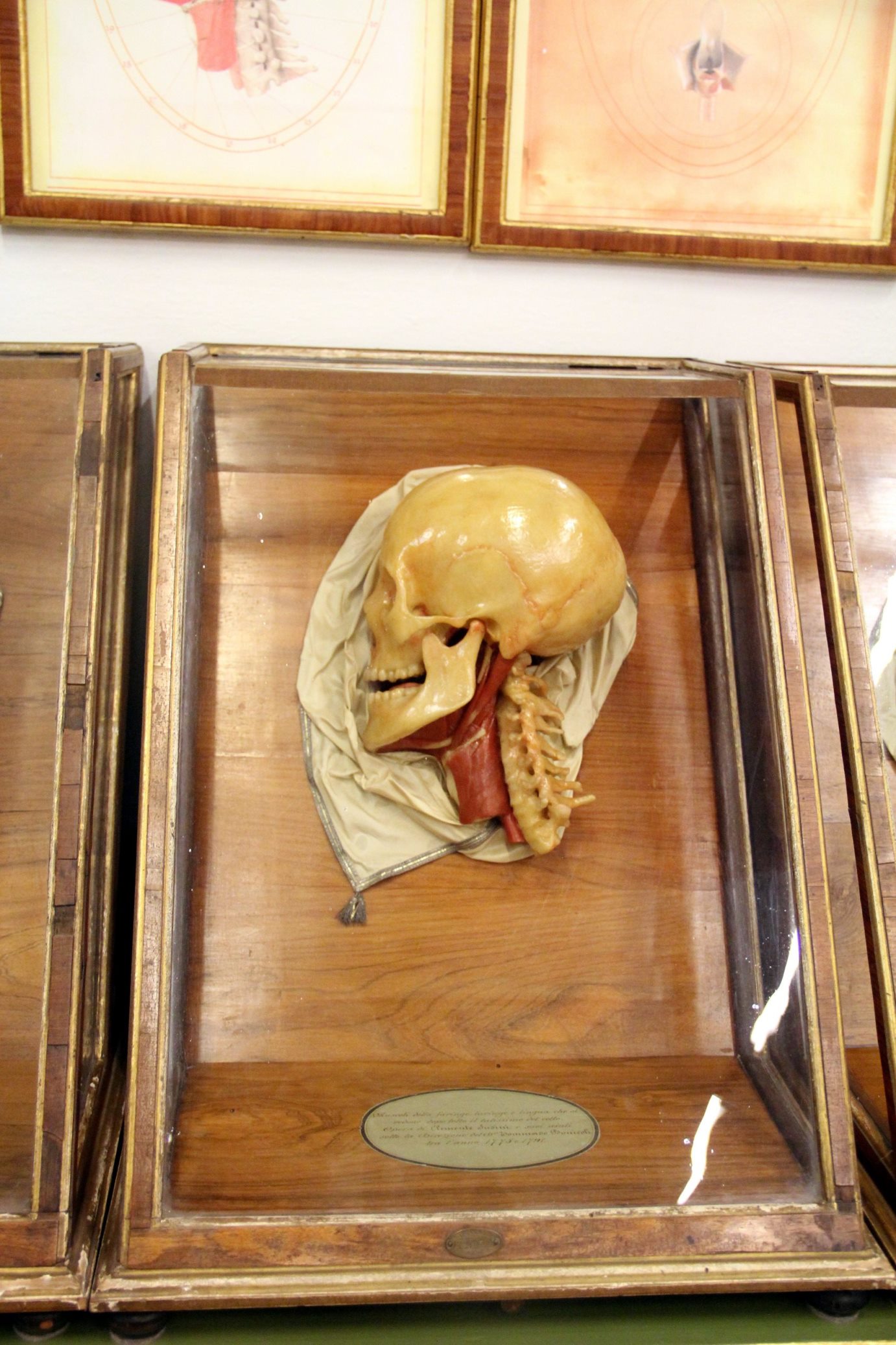 La Specola, The Natural History Museum of the University of Florence  (5).JPG